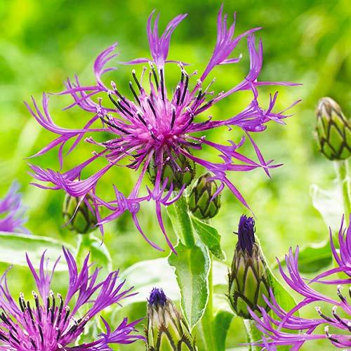 Василек Florium Amethyst Dream (18098)