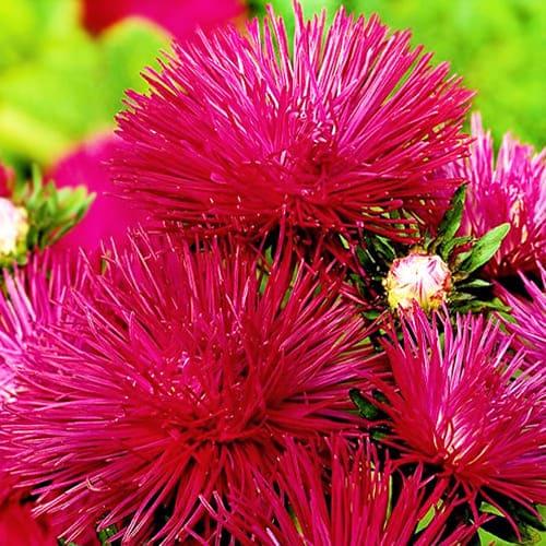 Семена Астра Florium Дракон Турмалин (17449) Семена Астра Florium Дракон Турмалин (17449)