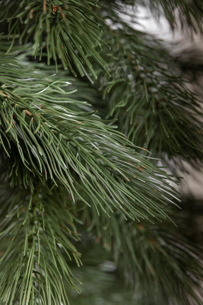 Елка искусственная литая Львовская сосна 1,8 м (2417044817) - фото 6 Елка искусственная литая Львовская сосна 1,8 м (2417044817) - фото 6