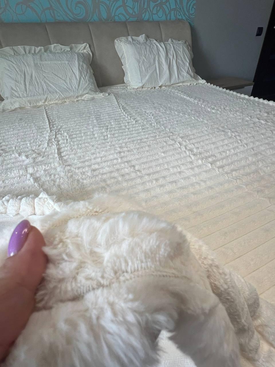 Плед-покривало шиншила євро 200х230 см Молочний (П4К-mur-shin-sharp-006) - фото 2 Плед-покривало шиншила євро 200х230 см Молочний (П4К-mur-shin-sharp-006) - фото 2