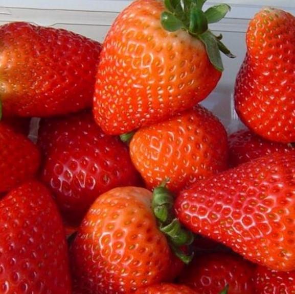 Саженец клубники Arianna ранний крупный (1651198072) - фото 2 Саженец клубники Arianna ранний крупный (1651198072) - фото 2