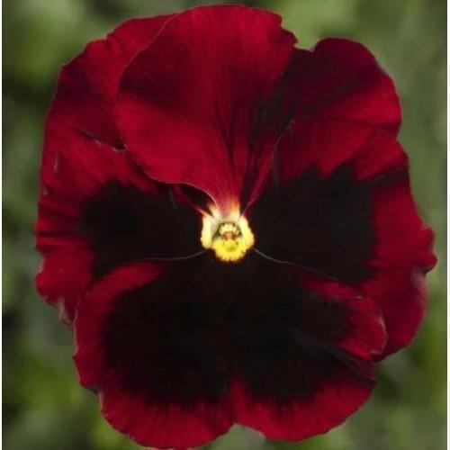 Семена цветов Виола Delta Pro F1 Red with Blotch Syngenta 500 шт. (BN12396-2)