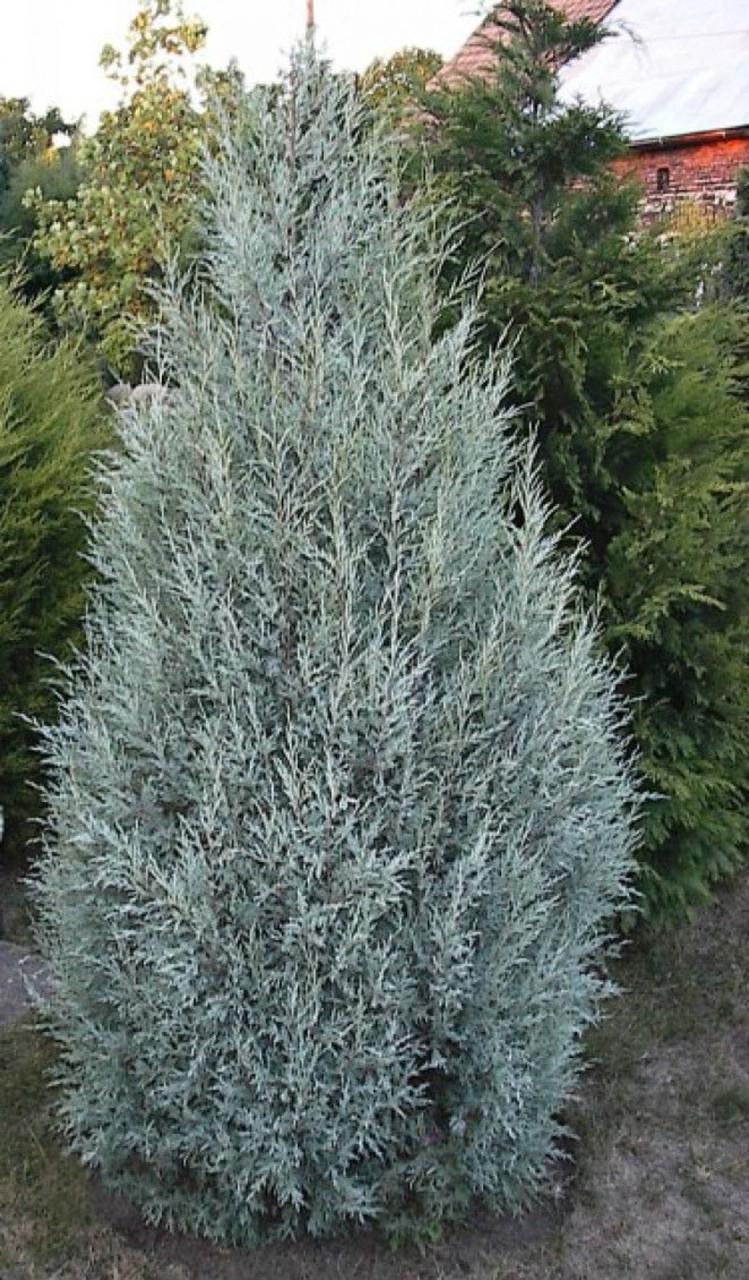 Можжевельник скальный Мунглоу С3 (2669484434) - фото 4 Можжевельник скальный Мунглоу С3 (2669484434) - фото 4