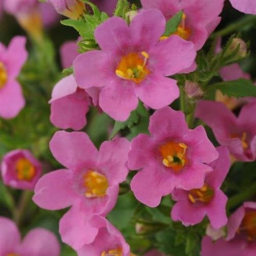 Насіння квітів Бакопа Pinktopia BACOPA PanAmerican 25 шт. (BN09972-3)