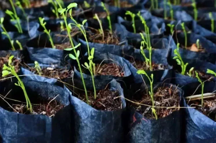 Рукав поліетиленовий для розсади 40 мкм 150 мм 500 м Чорний (28080598) - фото 2