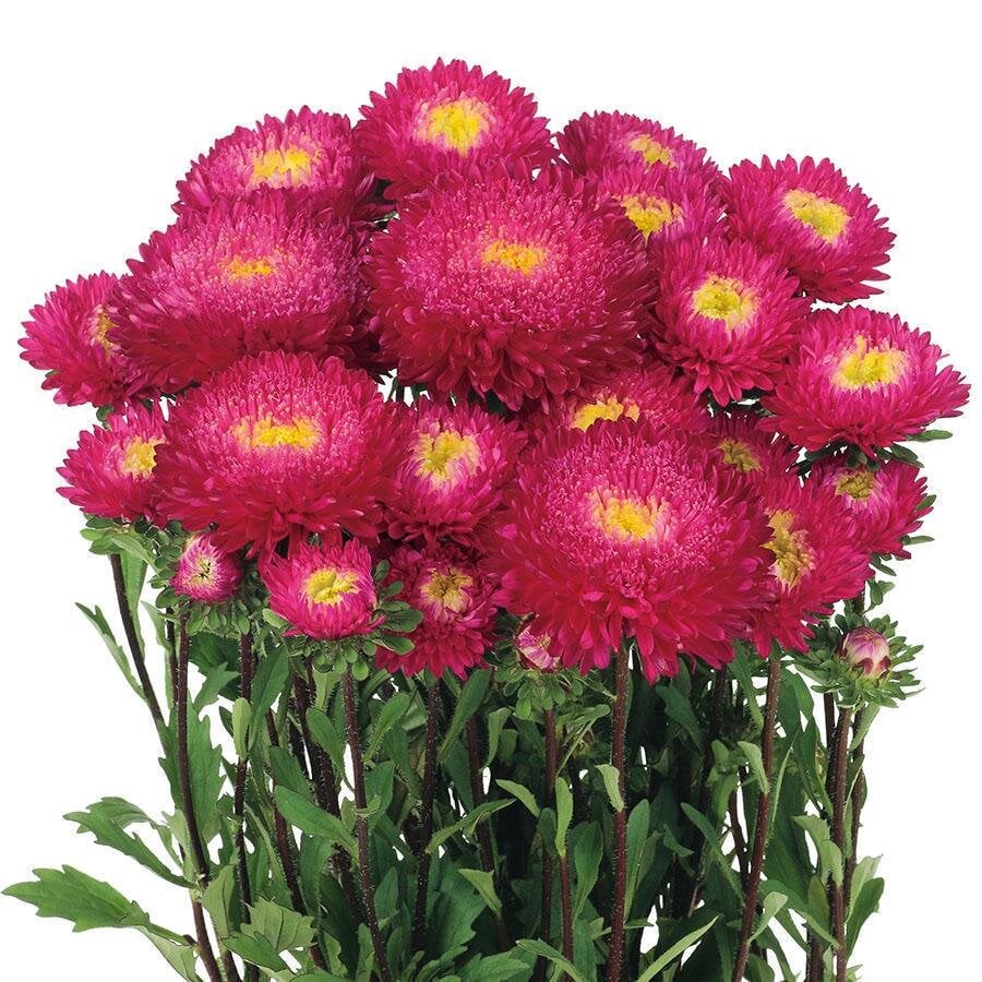 Семена цветов Астра на срез Azumi XL Rose Sakata 100 шт. (BN12687-3)