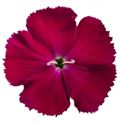 Насіння квітів Гвоздика китайська Hem Genetics Diana rose shades 250 шт. (BN09222-2)