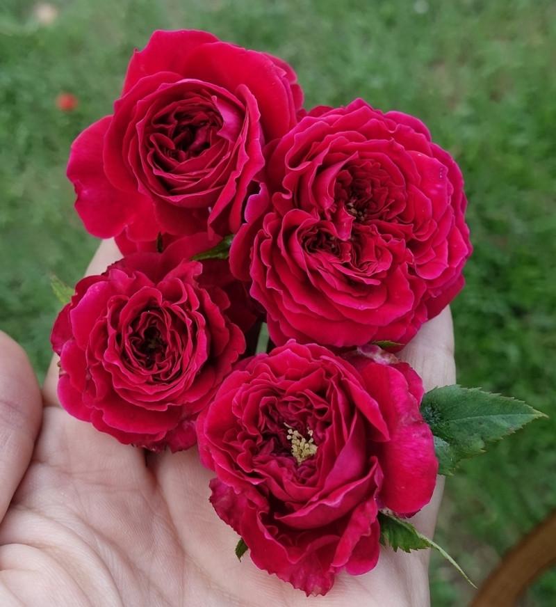 Роза английская Velet Tess в контейнере (2558773464) - фото 3