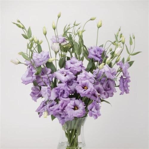 Семена цветов Эустома ABC 2 Lavender (BN01023-3)