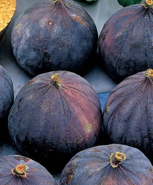 Сажанець Інжир Брожіотто Неро саджанець 2 роки ремонтантний великоплідний сорт середній термін дозрівання (102128)