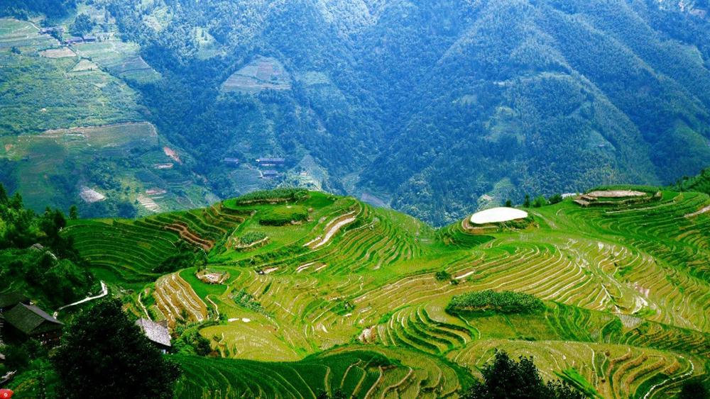 Чай білий зв'язаний елітний листовий Червона красуня 100 г - фото 9