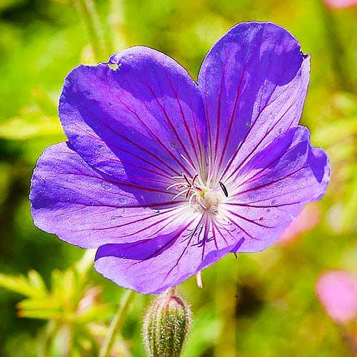 Герань Florium Orion (11398)