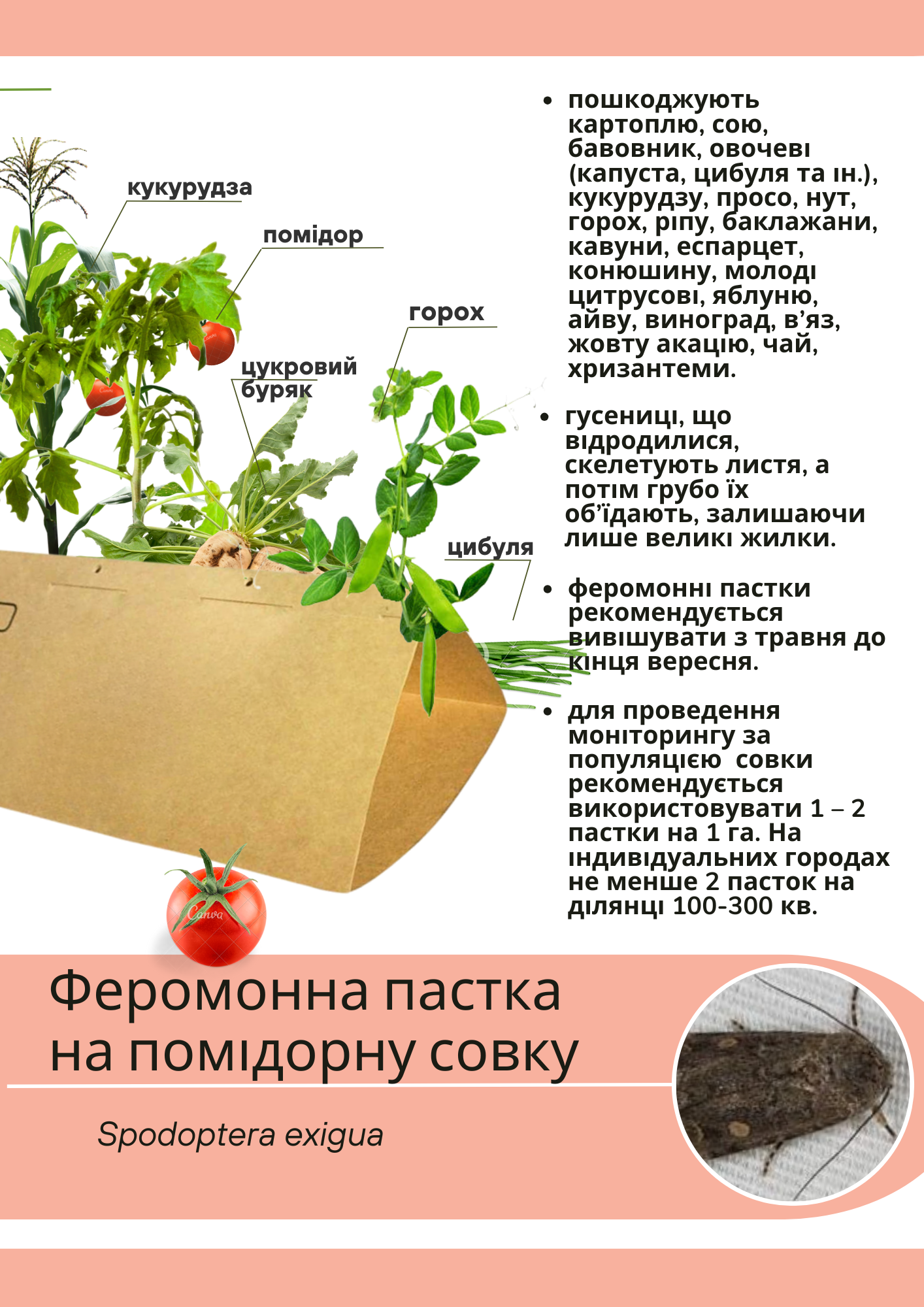 Феромонная ловушка на томатную совку, или карадрина Spodoptera exigua (О001) Феромонная ловушка на томатную совку, или карадрина Spodoptera exigua (О001)