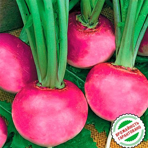 Семена Редька Florium червона (12477) - фото 2 Семена Редька Florium червона (12477) - фото 2