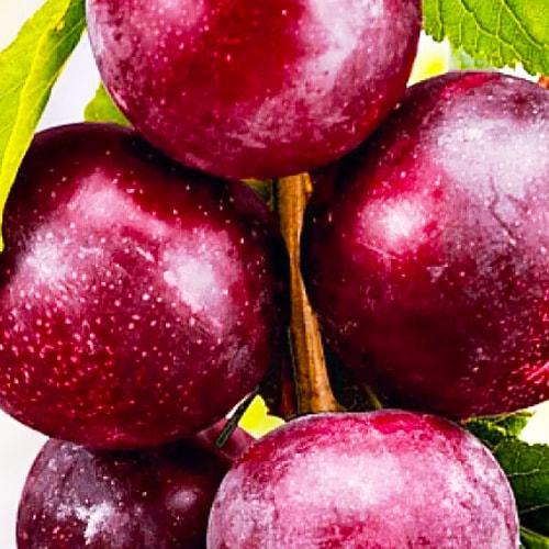 Сажанец Сливово-черешневый гибрид Свит Триат чрезвычайно сладкий сорт средний срок созревания (114637)