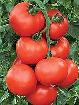 Семена Томат KS 21 F1 ТД Гекса-Украина 500 шт. 01-25-448 (IR00843) Семена Томат KS 21 F1 ТД Гекса-Украина 500 шт. 01-25-448 (IR00843)