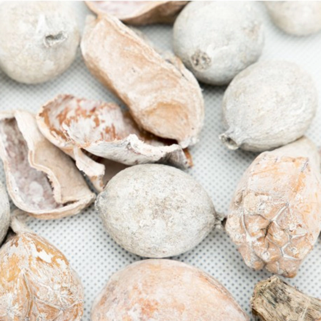 Сухоцвет Wash 1015 13 см (69805) - фото 2