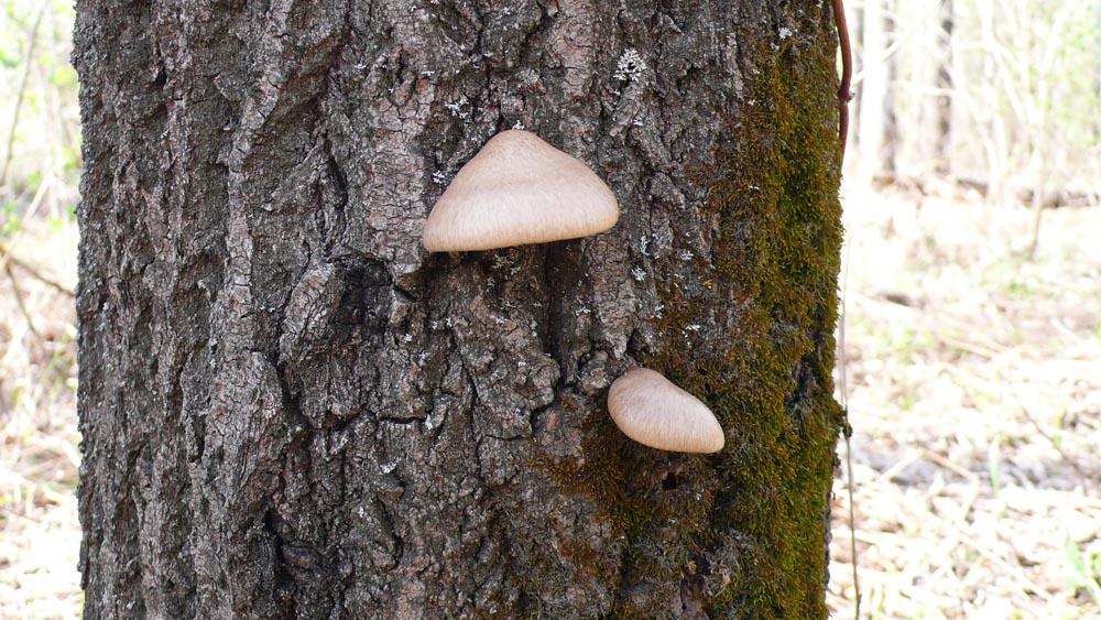 Міцелій на брусочках Гливи одиночної - фото 2