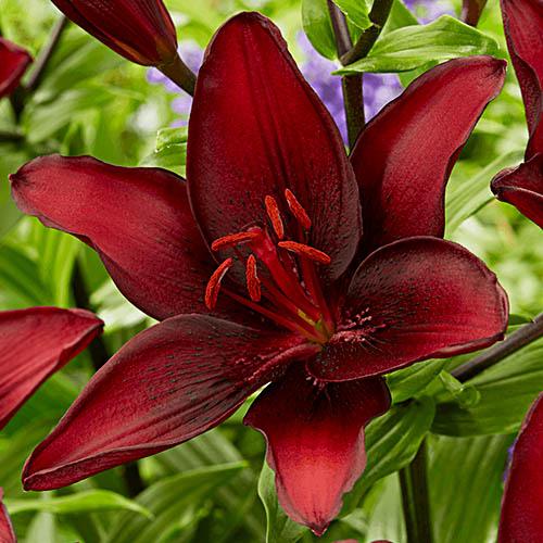 Лилия Florium Mascara (5796)
