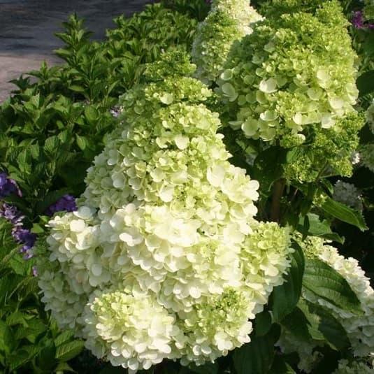 Саженец гортензии метельчатой Hydrangea paniculata Magical Moonlight Р9 (1221339035)