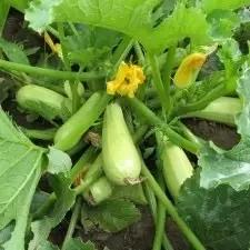 Семена Кабачок Syngenta KARIZMA F1 2 500 шт. (2289440764.5)