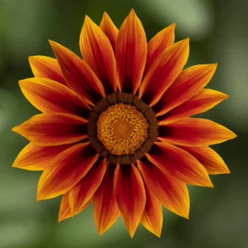Семена цветов Газания жестковатая Syngenta Kiss Golden Flame 500 шт. (BN01081-2)