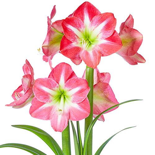 Амариллис Florium Exposure (3693)