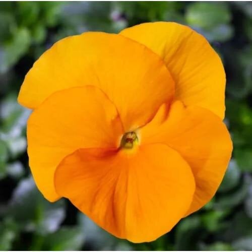Семена цветов Виола Fino F1 Clear Orange Syngenta 100 шт. (BN12408-3)