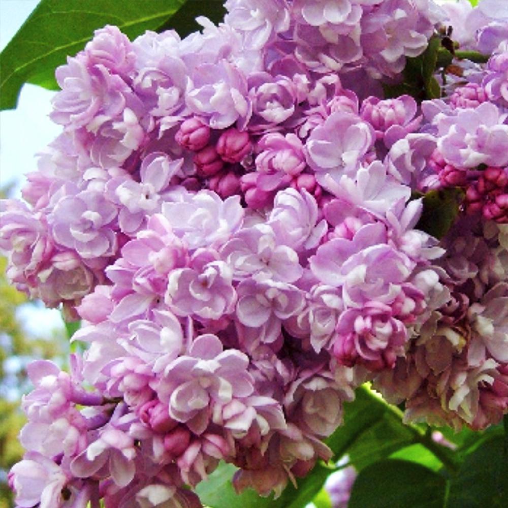 Саджанець бузку Каліфорнія Роуз щеплена (14965009)