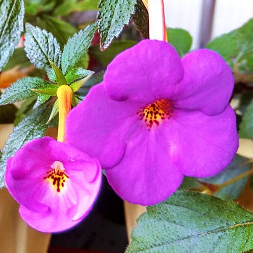 Ахименес Florium Vivid (7394)