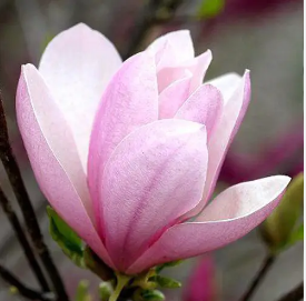 Магнолія Magnolia Pinkie (18935643) - фото 2