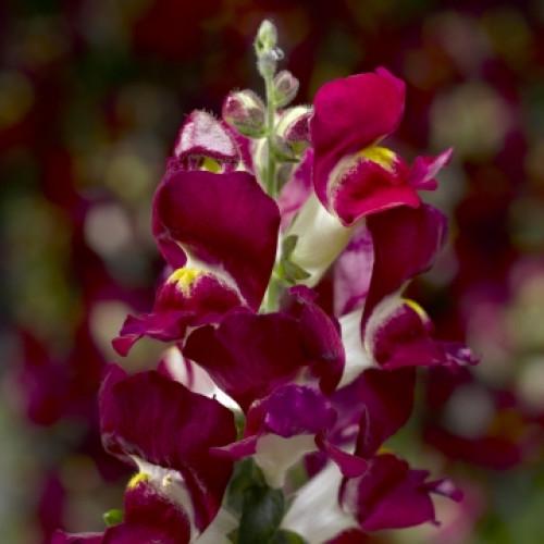 Семена цветов Floranova Львиный зев Crackle&Pop Burgundy Bicolour 500 шт. (BN11557-2)