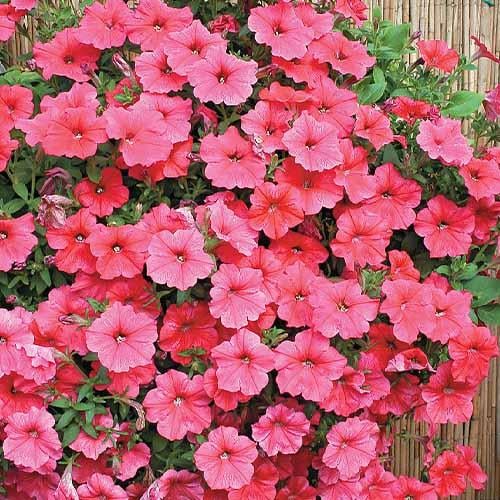 Семена Петуния Вельвет Салмон Шейдз F1 Florium
