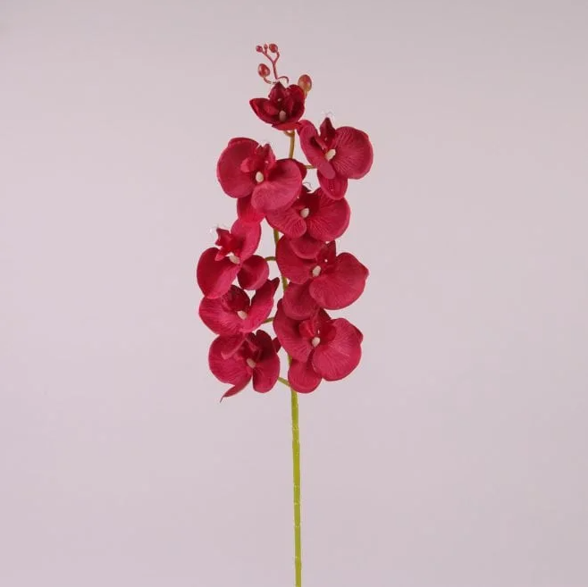 Цветок Фаленопсис Flora Красный (71222)