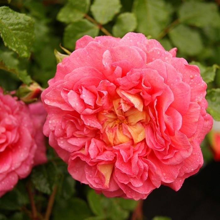 Роза английская Velet Christopher Marlowe в контейнере (2558773573)