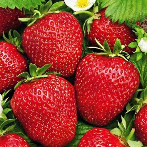 Сажанец Эксклюзив Клубника ремонтантная Красная мечта 5 шт. премиальный сорт (44560)