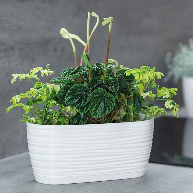 Горщик пластмасовий Flora Sahara Petit овальний з підставкою 26,8 см Світло-сірий (83360) - фото 2 Горщик пластмасовий Flora Sahara Petit овальний з підставкою 26,8 см Світло-сірий (83360) - фото 2