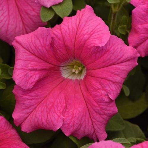 Семена цветов Петуния крупноцветная SUPERCASCADE F1 PINK PanAmerican 250 шт. (BN10857-2)
