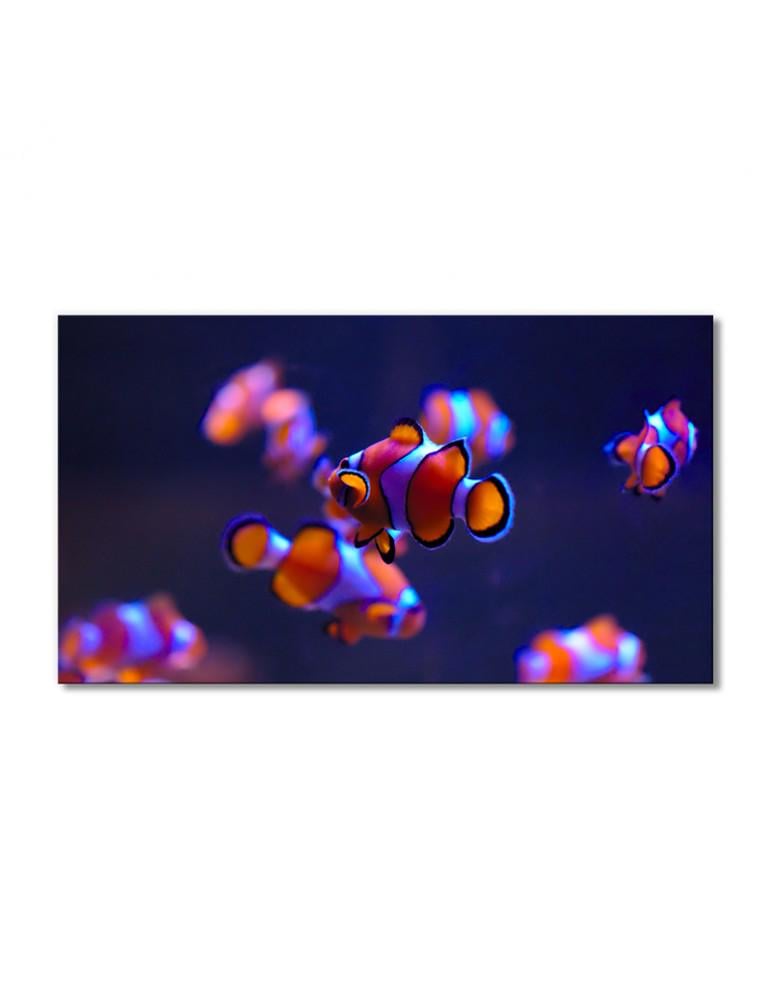 Картина модульная Рыбки неоновые 1 модуль 50x75 см