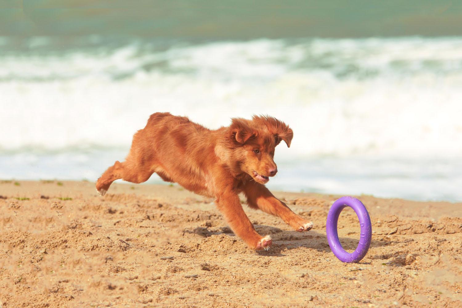 Тренувальний снаряд для собак Puller Mini 18 см (6491) - фото 18 Тренувальний снаряд для собак Puller Mini 18 см (6491) - фото 18