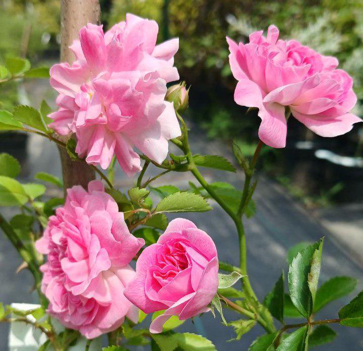 Троянда плетиста дрібноквіткова рожева (20829717)