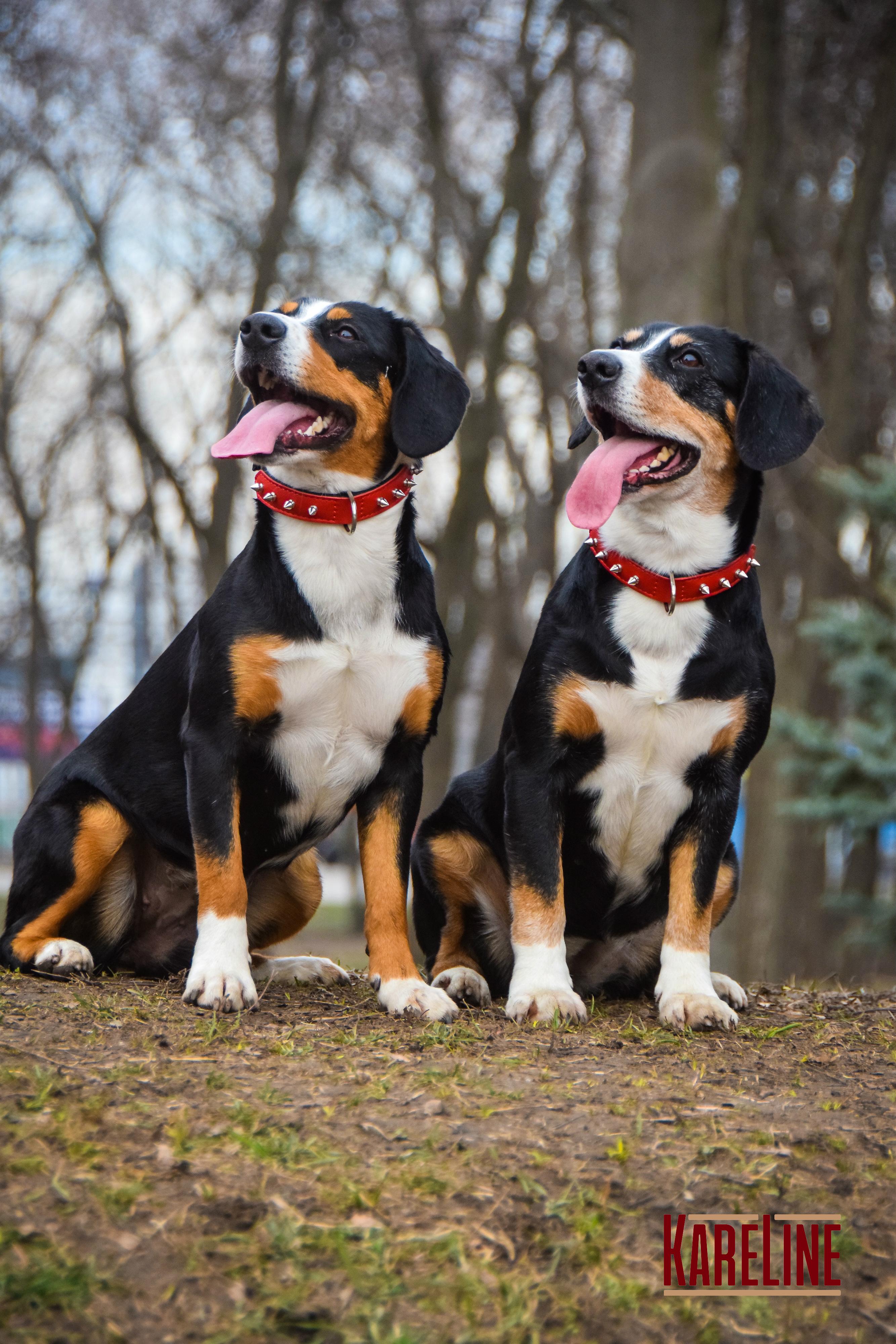 Ошейник KareLine и натуральной кожи с заклепками 25 мм 370-440 мм (6603/6) - фото 5 Ошейник KareLine и натуральной кожи с заклепками 25 мм 370-440 мм (6603/6) - фото 5