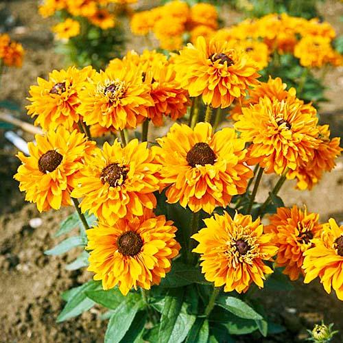 Семена Рудбекия Florium Голдилокс (4410)