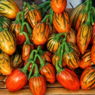 Насіння Баклажан Смугастий Тога Solanum aethiopicum 5 шт. (2503689816) - фото 2 Насіння Баклажан Смугастий Тога Solanum aethiopicum 5 шт. (2503689816) - фото 2