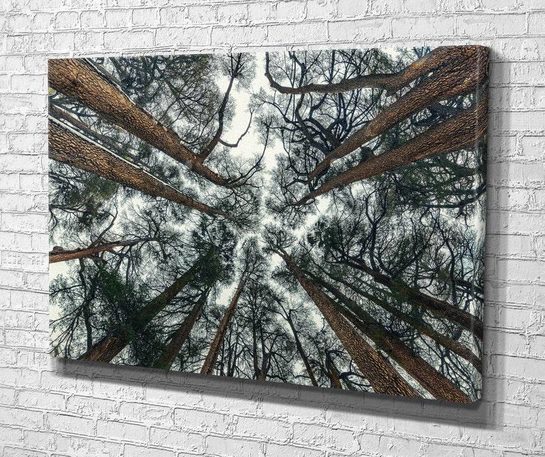 Картина для интерьера Высокие деревья 80x54 см (790)