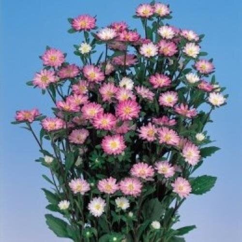 Семена цветов Астра Serenade Rose Tipped White Sakata 500 шт. (BN06559-2)