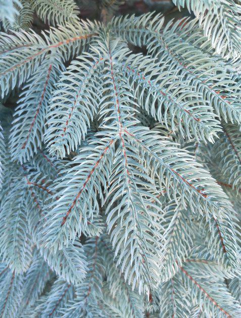 Ялинка штучна лита Швейцарська блакитна пишна 230 см з підставкою в коробці (26313381) - фото 3