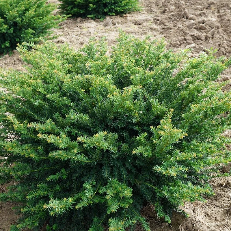 Тис середній Densiformis горщик 0,5 л (2103379256)