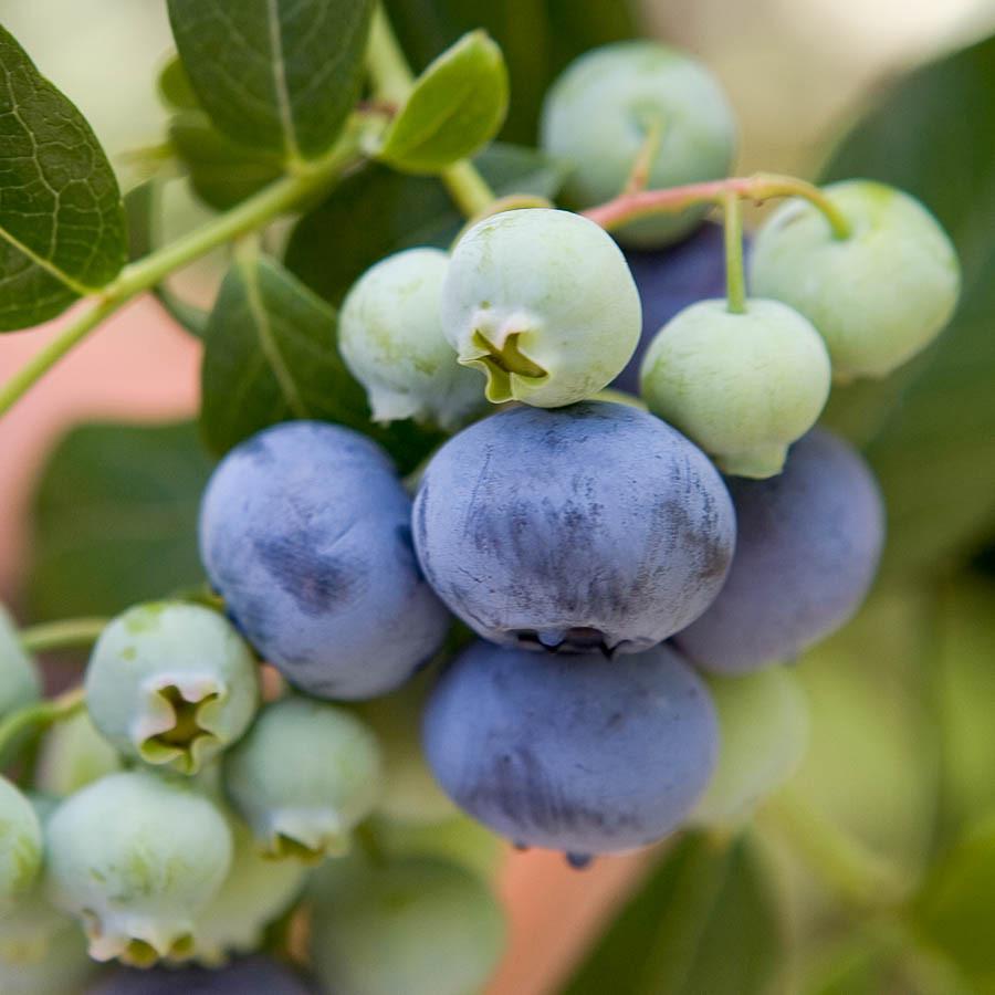 ᐉ Голубика высокая Polaris 3 л (Z00037192)