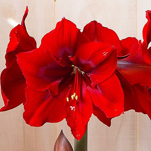Амариллис Florium Red Queen (17954)